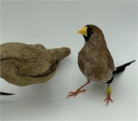 Pair Masked Finch