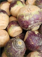 Turnip Seeds - LAURENTIAN GOLD - Rutabaga - Grea