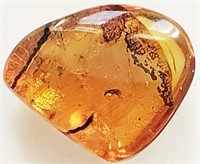 Cretaceous 66 Million years ago, amber with insect