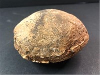 Fossil Turtle shell Real; very rare 4.5" see pics