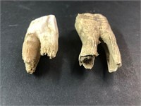 Anciant animal teeth see pic