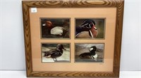 Ducks photos,  double matted and framed, signed,