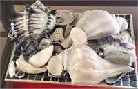 B - COLLECTION OF SHELLS (L166)
