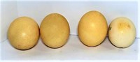Ostrich Eggs - Lot of 4