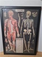 Framed L'Anatomie Poster