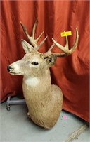 Taxidermied White-Tail Deer