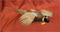 Mounted Pheasant - size approx. 36"x20"x12"