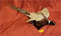 Mounted Pheasant - size approx. 32"x8"x18"