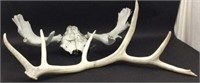 Moose Skull Cap And Elk Antler