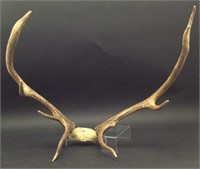 Montana Elk Antlers