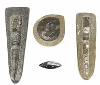 Baculites, Ammonite & Orthoceras