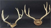 Deer Mount and Skull Cap with Antlers