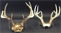 2 Deer Skull Caps With Antlers
