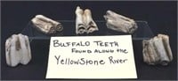 Buffalo Teeth found along the Yellowstone River