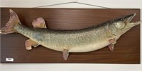Early Musky Fish Mount - 49 1/2" long