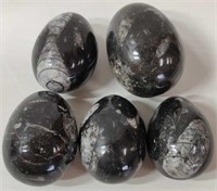 STONES w/ FOSSILS CUT IN AN EGG