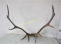 Elk Antlers Approx 33" wide
