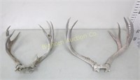 Deer Antlers 2 pair in lot