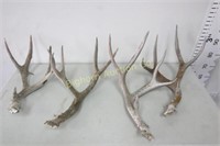 Deer Antlers 4pc lot