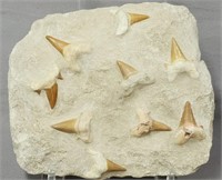Fossilized Otodus Sharks Tooth Matrix
