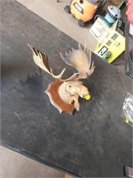 Plastic moose mount