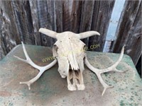 Cow Skull and Pair of Antlers