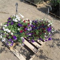 petunias hanging baskets, bid X2