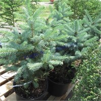 blue spruce trees, bid X5