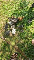 (8) Baby Chicks