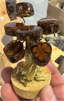 Petrified Ayahuasca Tree Branch Tree from Peru