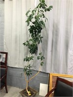 LARGE POTTED LIVING PLANT