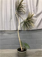 TALL LIVE POTTED PLANT