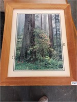 Framed Art "Forest Floor" 19.5"x23.5"