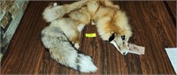 Dam Beaver Trapping Tanned Red Fox Pelt. Tanned