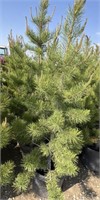 5 - 5'-7' Potted Pine Trees - Each