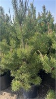 5 - 5'-7' Potted Pine Trees - Each