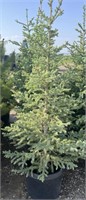 5 - 5'-7' Potted Spruce Trees - Each