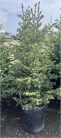 5 - 5'-7' Potted Spruce Trees - Each