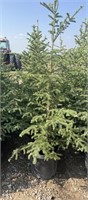 5 - 5'-7' Potted Spruce Trees - Each