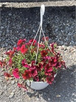 PETUNIA BASKET