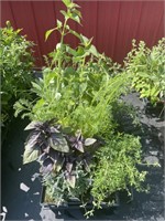 FLAT OF ASSORTED HERBS