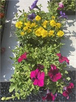 ASSORTED FLAT ANNUALS