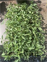 FLAT OF EARLY GIRL TOMATO PLANTS