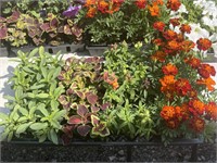ASSORTED FLAT ANNUALS