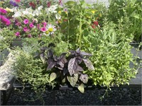 FLAT OF ASSORTED HERB PLANTS