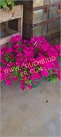 Hanging basket-bougainvillea