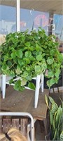 Hanging basket Swedish Ivy