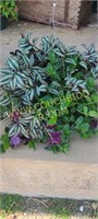 Hanging basket purple wandering jew