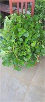 Hanging basket creeping Charlie - pilea