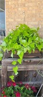 Hanging basket potato vine